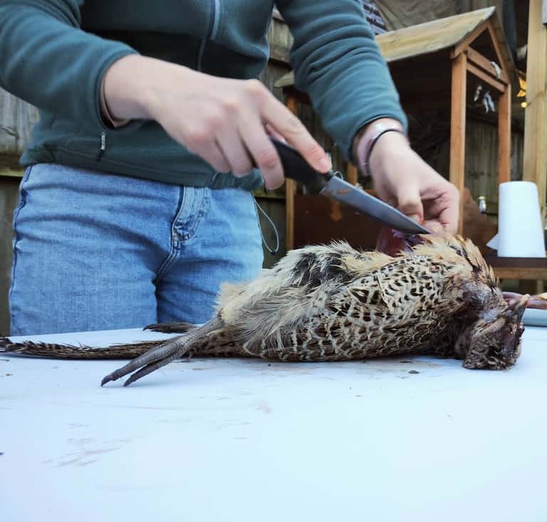 Two pheasants beside a knife on a workbench, ready for game preparation