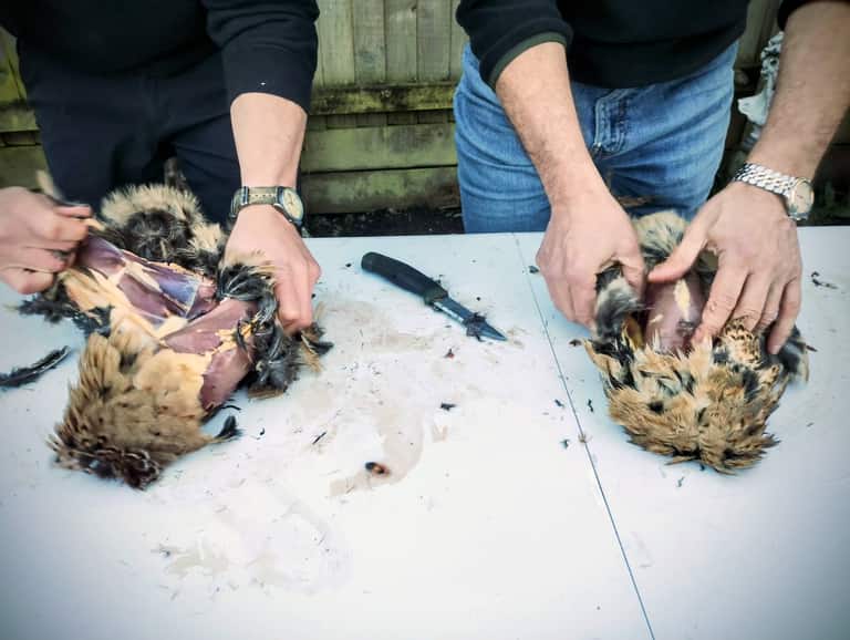 Two pairs of hands dressing pheasants at a workbench