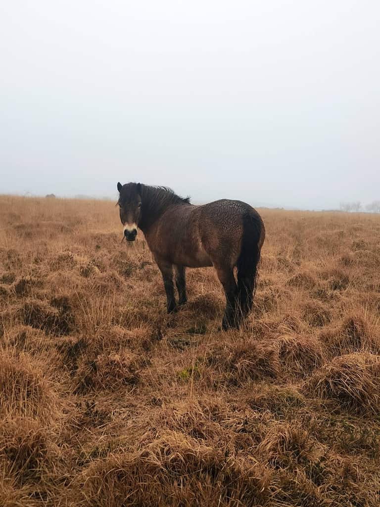 A wild pony standing in misty moorland grasses
