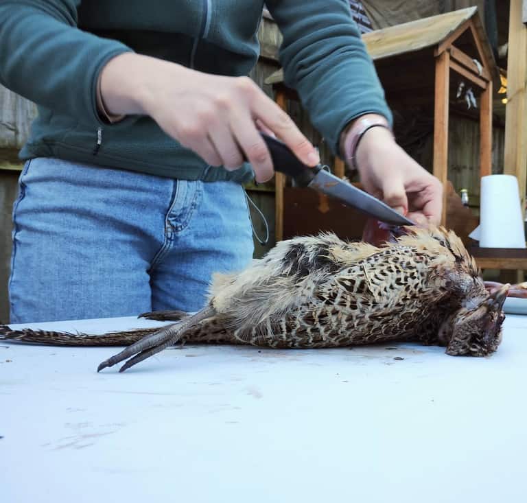 Adult hands preparing a pheasant with a bushcraft knife