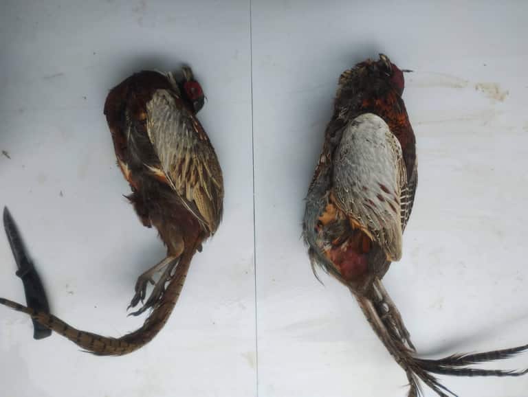 Two pheasants beside a knife on a workbench, ready for game preparation