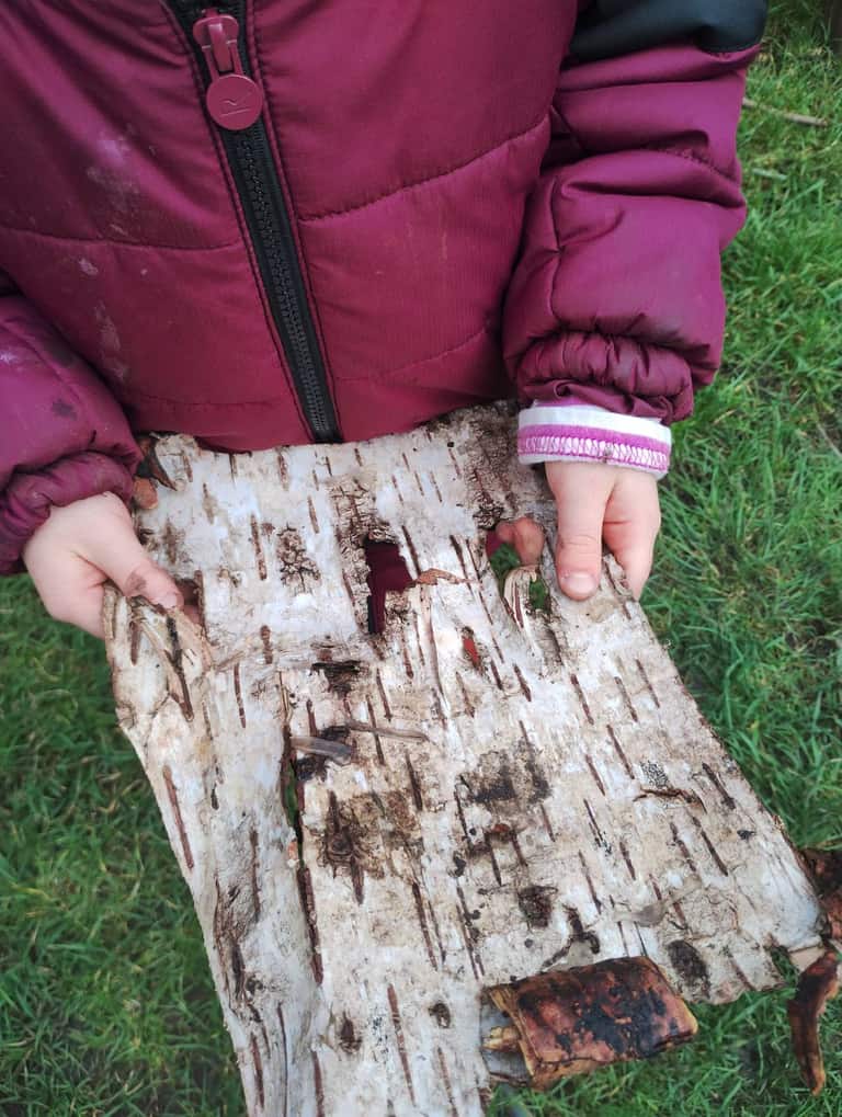 Child's hands holding a curl of birch bark over grass