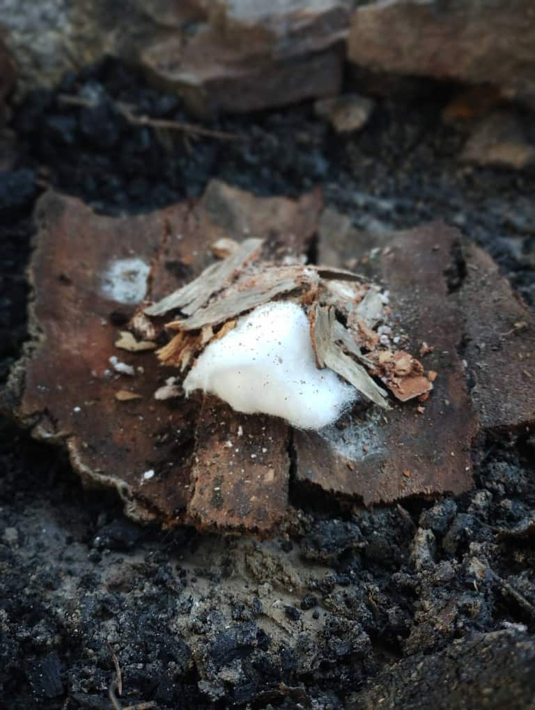 Cotton tinder bundle laid in a stone fire ring