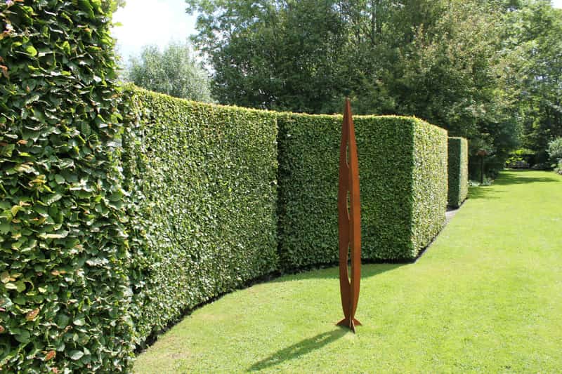 Hedge Cutting