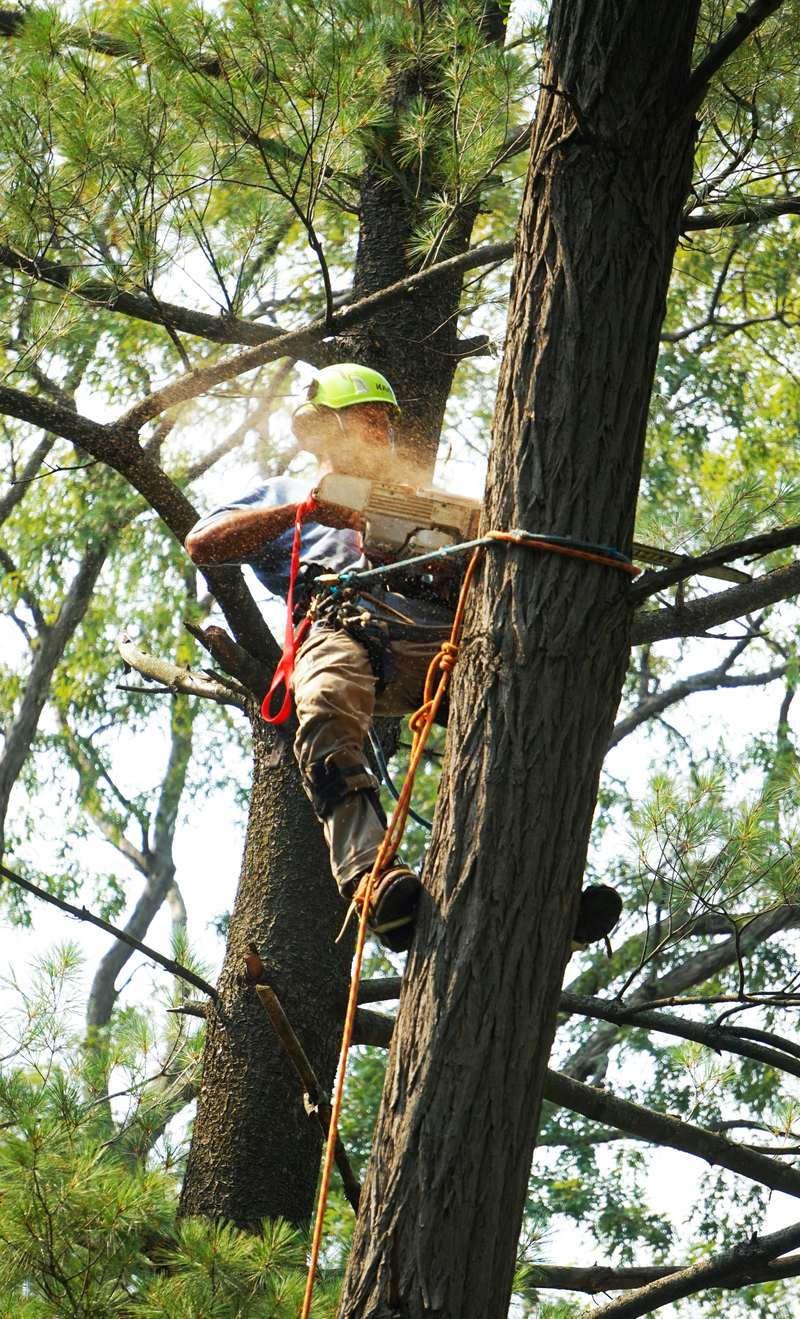 Tree Removal