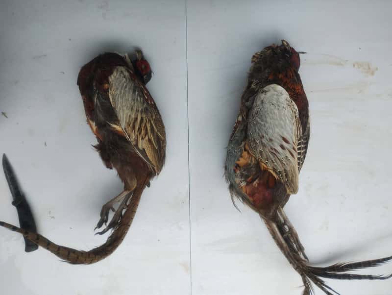 Two pheasants beside a knife on a workbench, ready for game preparation