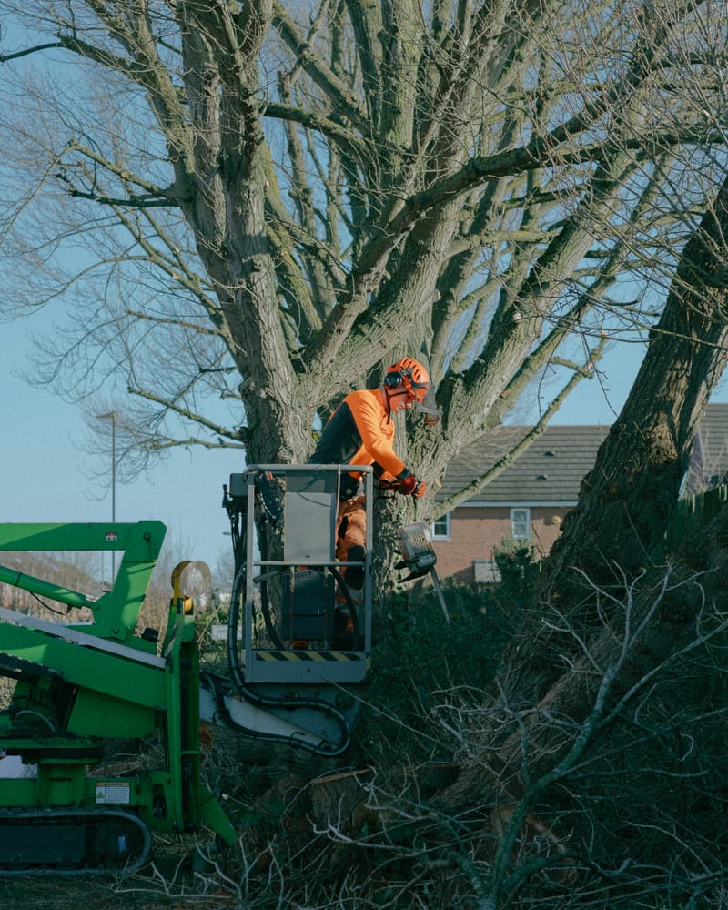 Crown reduction — careful reduction of tree canopy size