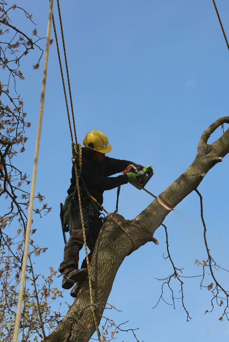 Professional tree pruning and crown care