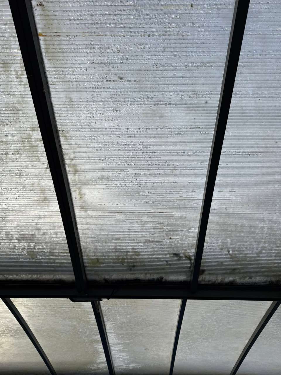 Close-up of glazed roof panels with algae build-up before cleaning
