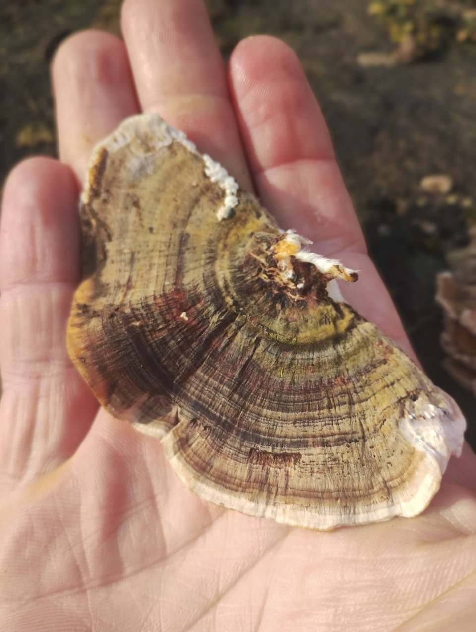 Hand holding a bracket fungus from deadwood