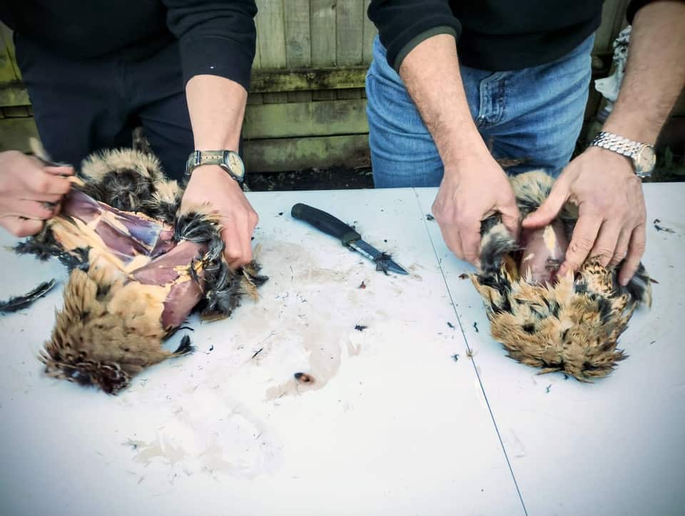 Two pairs of hands dressing pheasants at a workbench