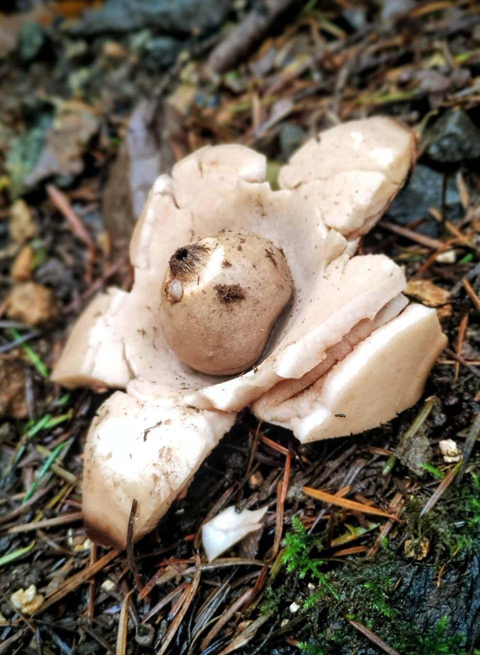 Earthstar fungus opened on the woodland floor