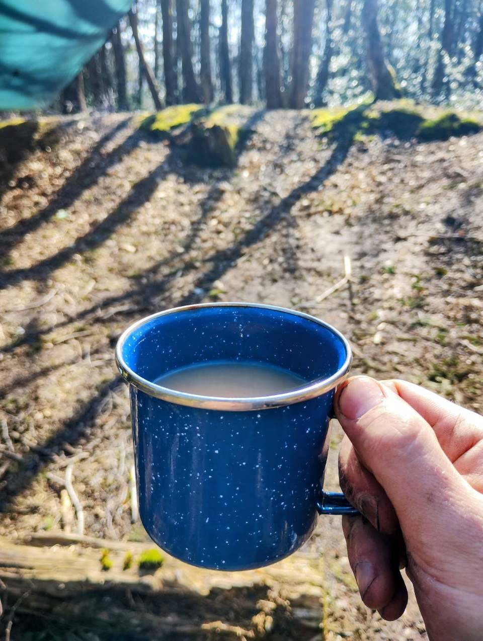 Blue enamel mug of tea held in sunlit pine woodland