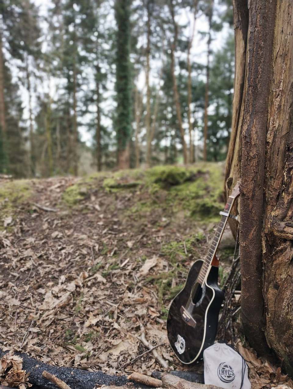 Acoustic guitar resting against a tree in sunlit woodland