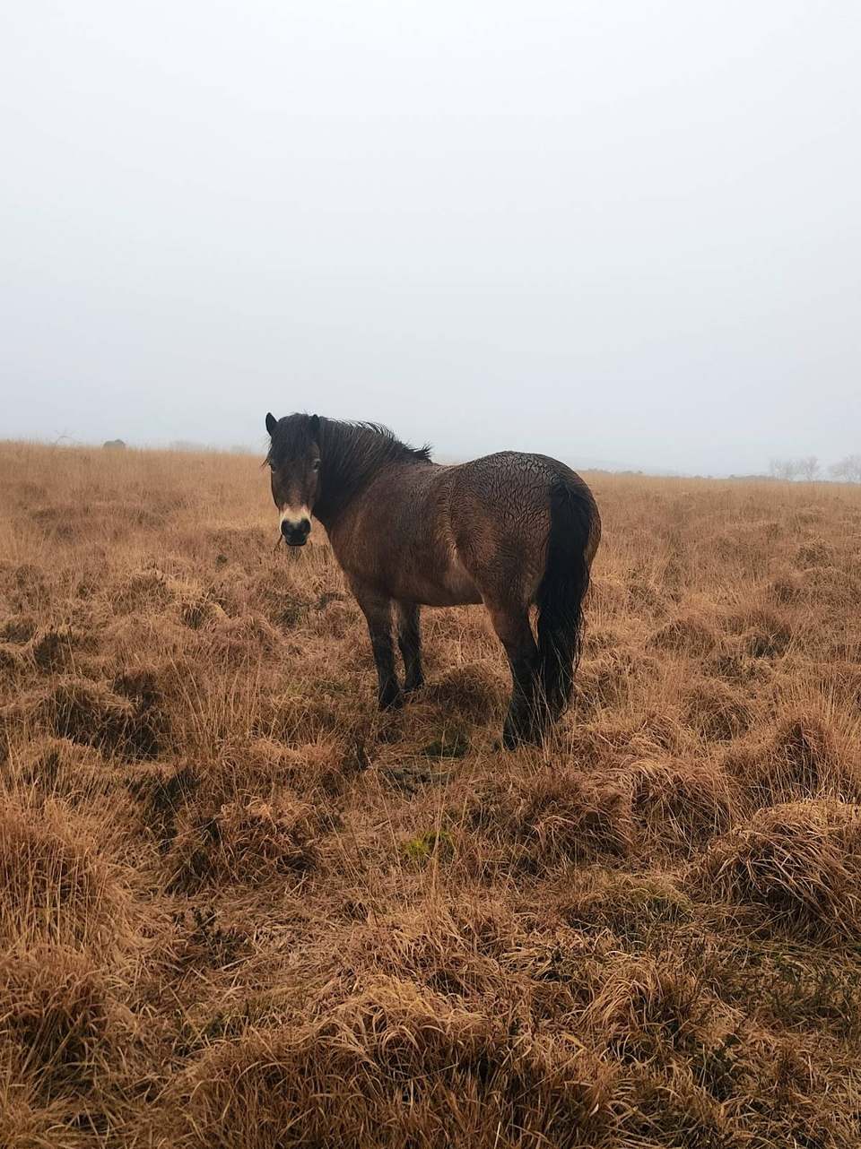 A wild pony standing in misty moorland grasses