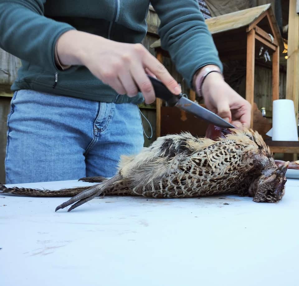 Adult hands preparing a pheasant with a bushcraft knife
