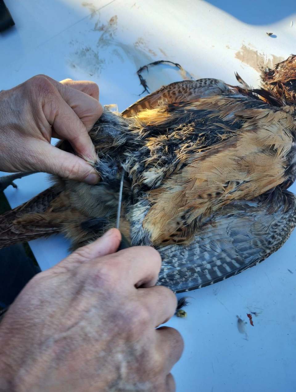 Two hands preparing a pheasant carcass with a knife