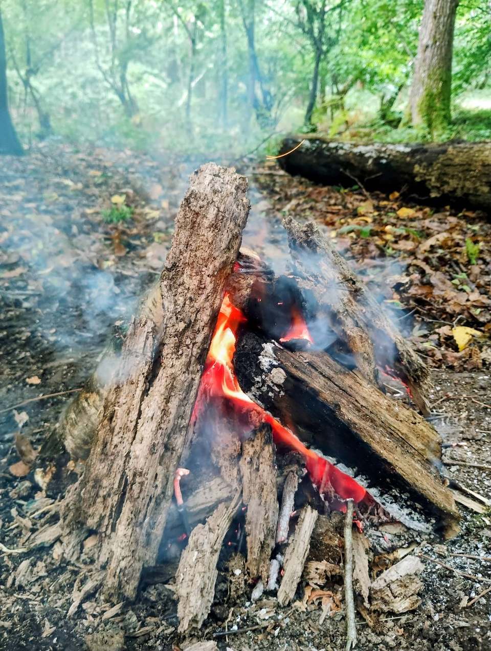 A campfire of stacked logs smoking gently in a green woodland clearing