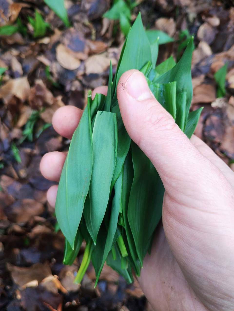 A bunch of foraged wild garlic with roots attached