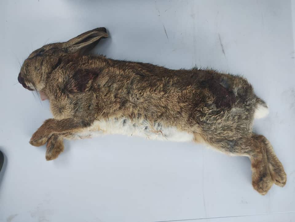 A wild rabbit laid out on a workbench for game preparation