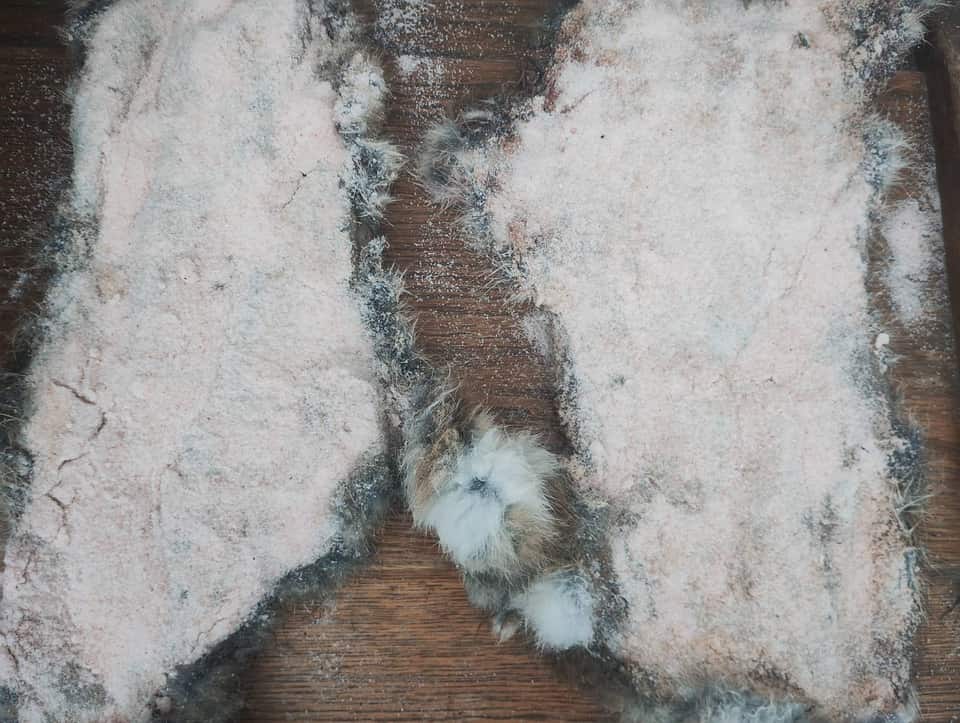 Salted animal hides laid out on a wooden surface for tanning