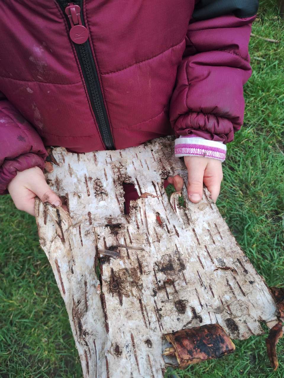 Child's hands holding a curl of birch bark over grass