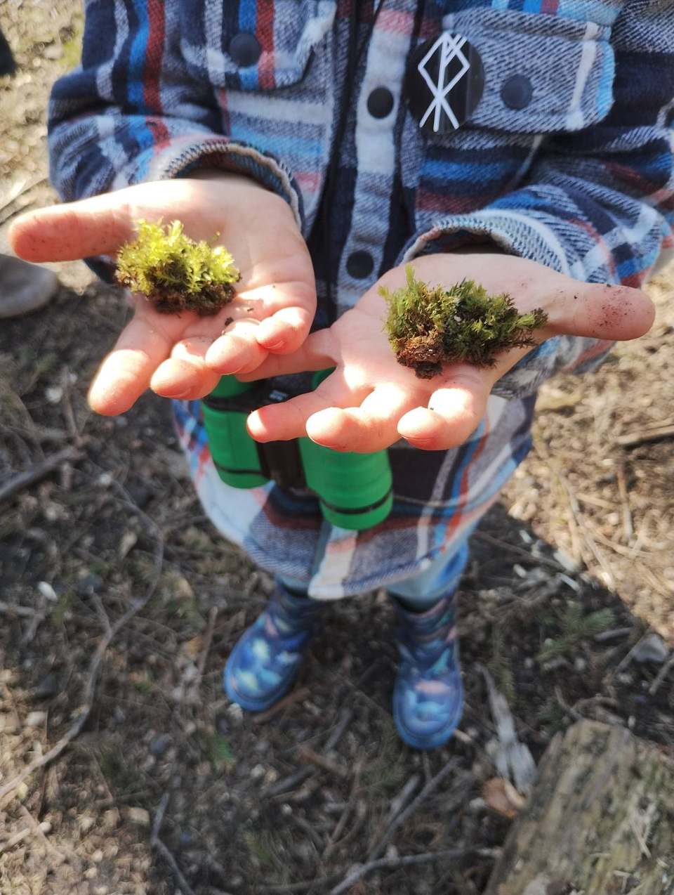Child's hands holding two clumps of moss