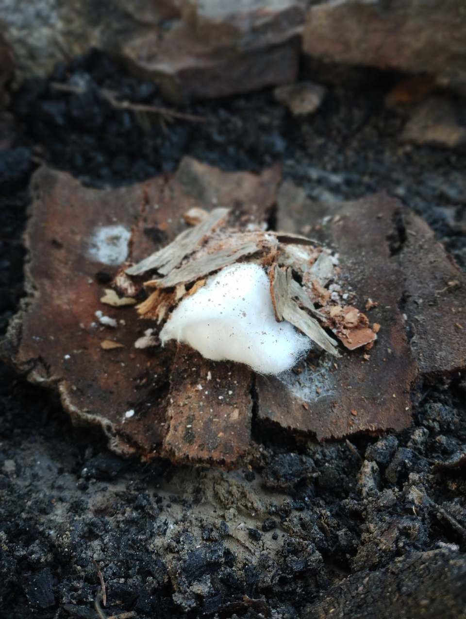 Cotton tinder bundle laid in a stone fire ring