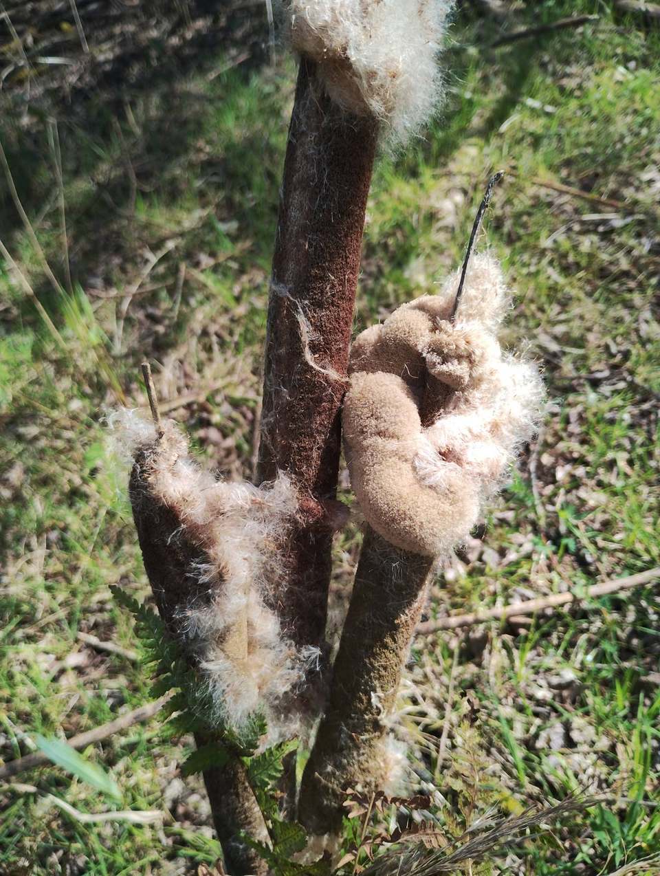 Bulrush seed heads bursting with downy seed fluff in spring grass