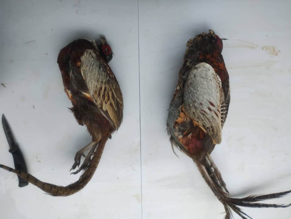Two pheasants beside a knife on a workbench, ready for game preparation