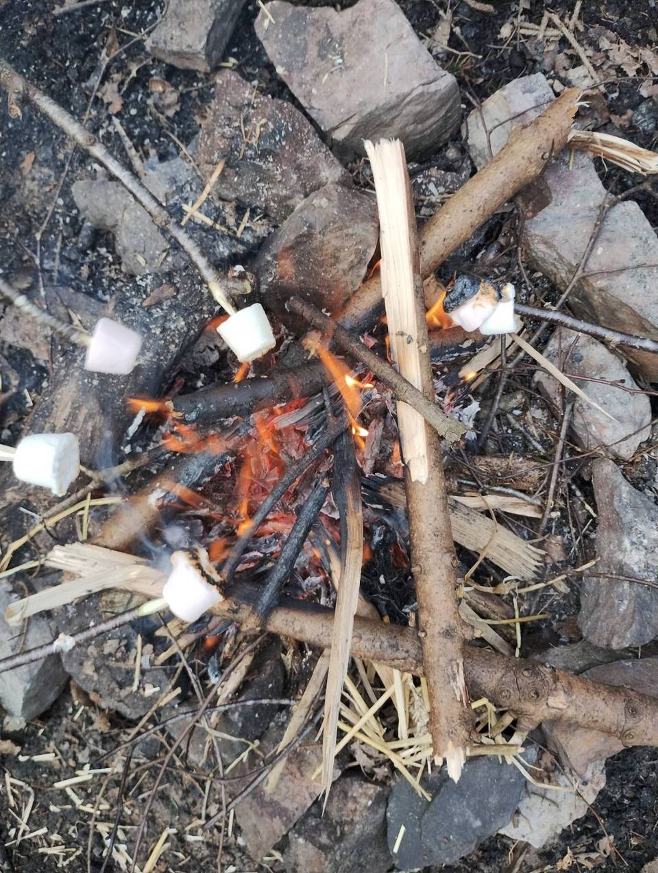 A small campfire with marshmallows on sticks, ready to roast
